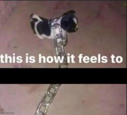 Chained Puppy Meme Template