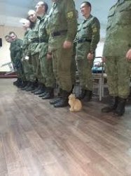 Cat with soldiers Meme Template