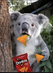 Junk Food Koala Meme Template