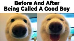 doggy Meme Template