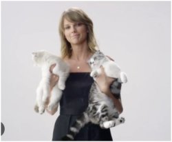 Taylor Swift Cats Acting Up Meme Template