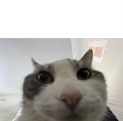 Cat looks into camera Meme Template