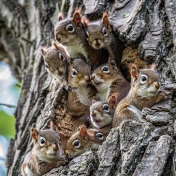 Squirrel Council Meme Template