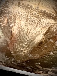 Bearded dragon forehead Meme Template