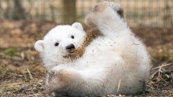 Excited polar bear cub Meme Template