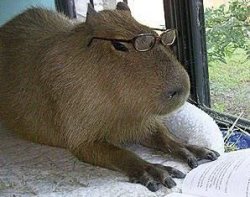 Intellectual capybara Meme Template