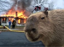 Capibara incendiaria Meme Template