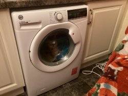 Washing Machine Cat Meme Template