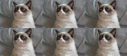 Grumpy cat 6 imagrs bed Meme Template