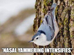 Nasal Yammering Intensifies Meme Template