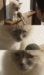 Cat Interview Meme Template