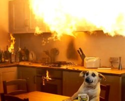 Dog fire Meme Template