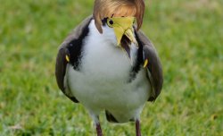 Karen Bird Plover Meme Template