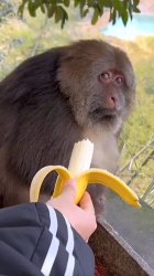 monkey banana side eye Meme Template