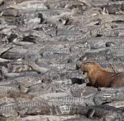 Capibara capybara entre cocodrilos between among alligators Meme Template