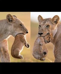 Lions head in mouth Meme Template