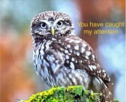 You Have Caught My Attention Owl Meme Template