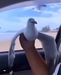 Hostile Seagull Meme Template