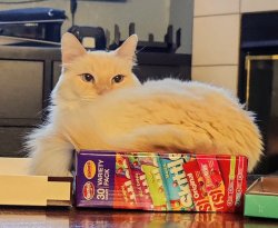 Am Skittles Cat Meme Template