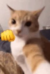 Cat punch Meme Template