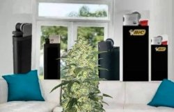 White Widow Meme Template