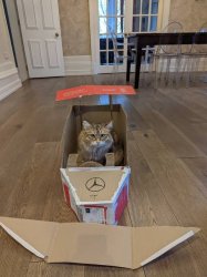 Cat in a cardboard car Meme Template