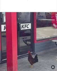 Kfc brave chicken Meme Template