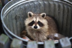 Trashpanda Meme Template