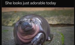 Adorable Moo Deng! Meme Template