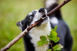 Branch Manager Meme Template