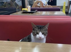 Cat in McDonald's Meme Template