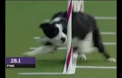 Border Collie Slalom Meme Template