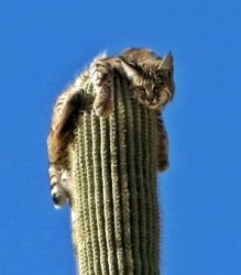 Bobcat on a saguaro Meme Template