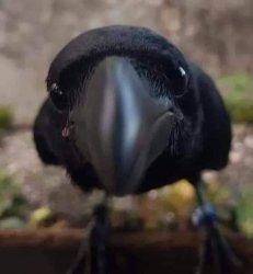 The Crow of Judgement Meme Template