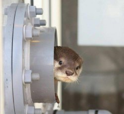 Tubular Otter Meme Template