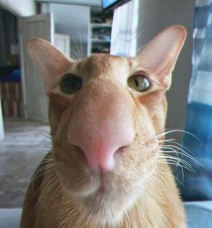 Long nose orange cat Meme Template