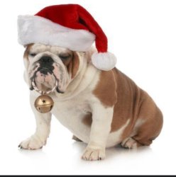 Santa Bulldog Meme Template