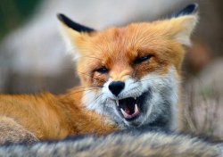 Fox Yawn Meme Template
