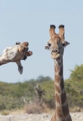 Photobomb giraffe Meme Template