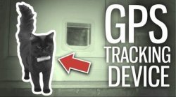 Tracking cat Meme Template