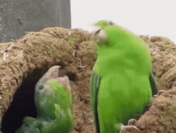 Parrot party Meme Template