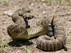 Upset Rattlesnake Meme Template