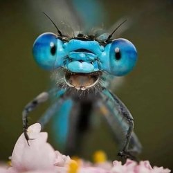 Happy Dragonfly Meme Template