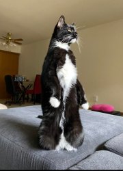 Standing Cat Meme Template