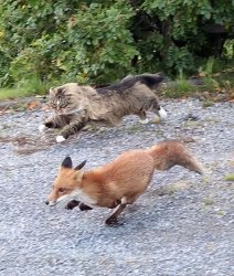 Norwegian forrest cat chasing fox Meme Template