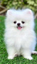 puppy Meme Template