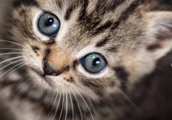 kitten Meme Template