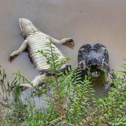 Croc eating own friend Meme Template