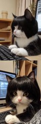 Bobcat Meme Template