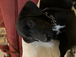 Puppy Meme Template